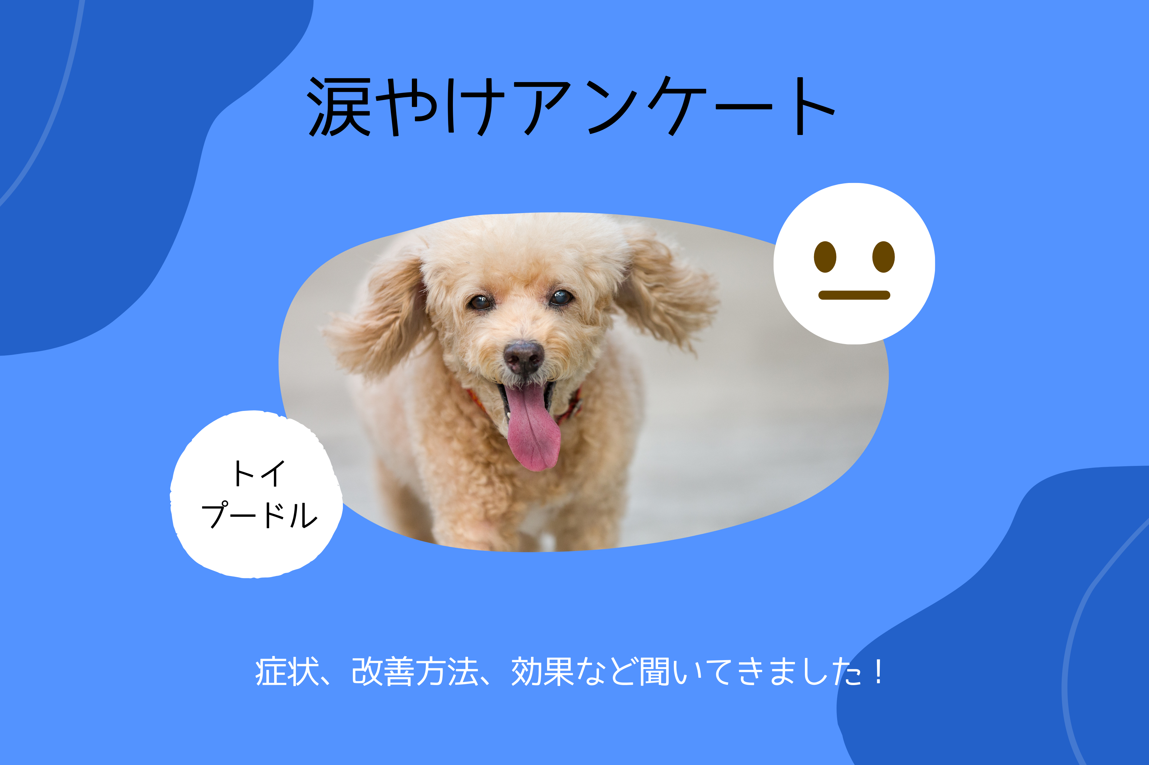 犬の涙やけトイプードル編